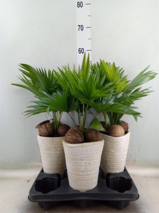 <h4>Livistona rotundifolia</h4>