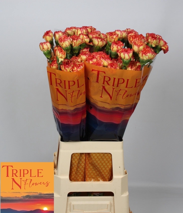 <h4>DI ST DIEGO</h4>