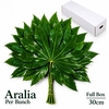 FATSIA JAPONICA BS