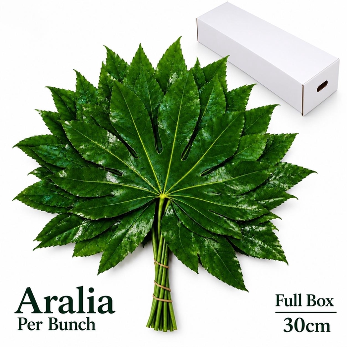 FATSIA JAPONICA BS