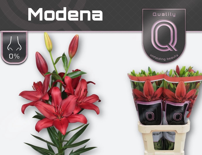 <h4>LI LA MODENA 5+</h4>