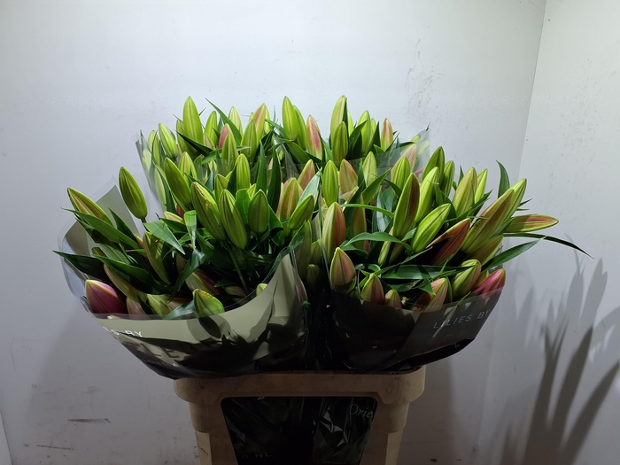 <h4>Li Ot Dalian 4+</h4>