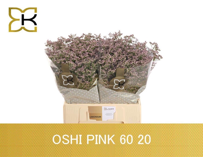 <h4>Lim Saf Oshi Pink</h4>