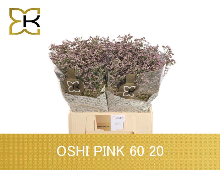 <h4>Lim Saf Oshi Pink</h4>