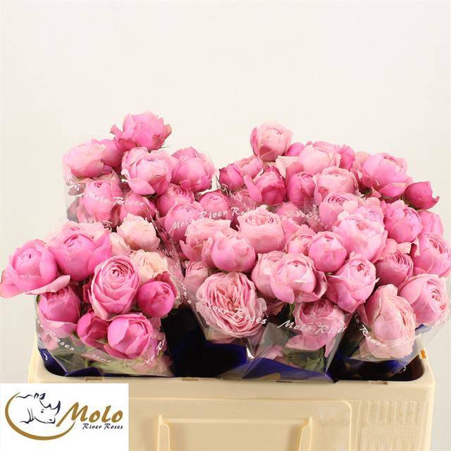 <h4>R Tr Silva Pink Molo</h4>