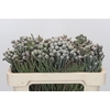 Kaaps Groen Silver Brunia