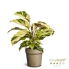 CALATHEA SPECIES