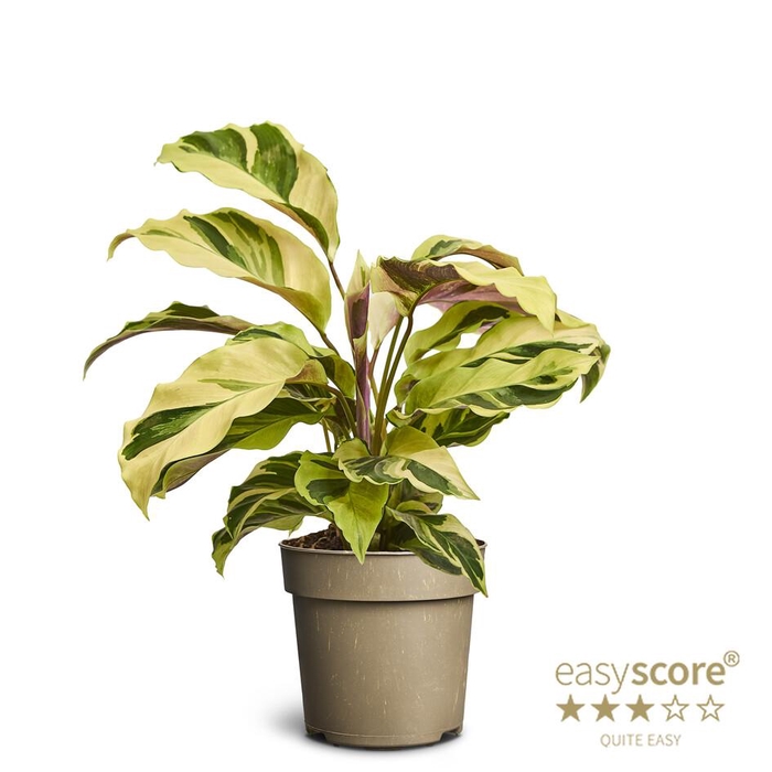 CALATHEA SPECIES