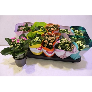 arr8 Kalanchoe Double Deluxe Mix
