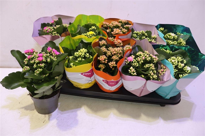 <h4>arr8 Kalanchoe Double Deluxe Mix</h4>