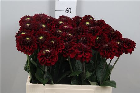 <h4>Dahl Black Fox</h4>