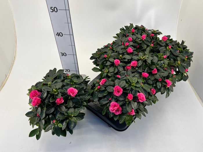 <h4>RHODO SI AIKO PINK</h4>