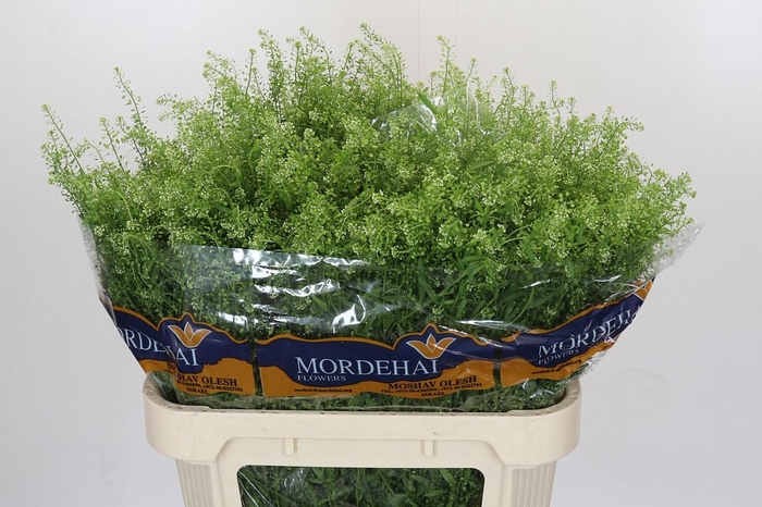 <h4>Lepidium Green Bell</h4>