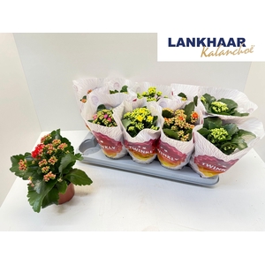 KAL GE PERF GEM 5 KL