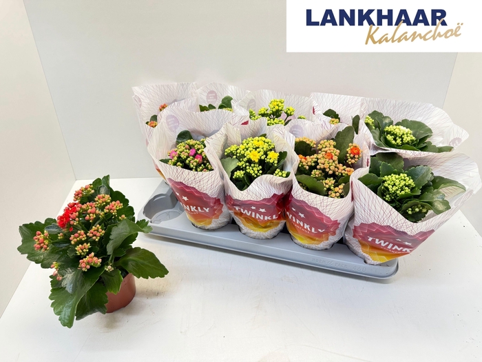 <h4>KAL GE PERF GEM 5 KL</h4>