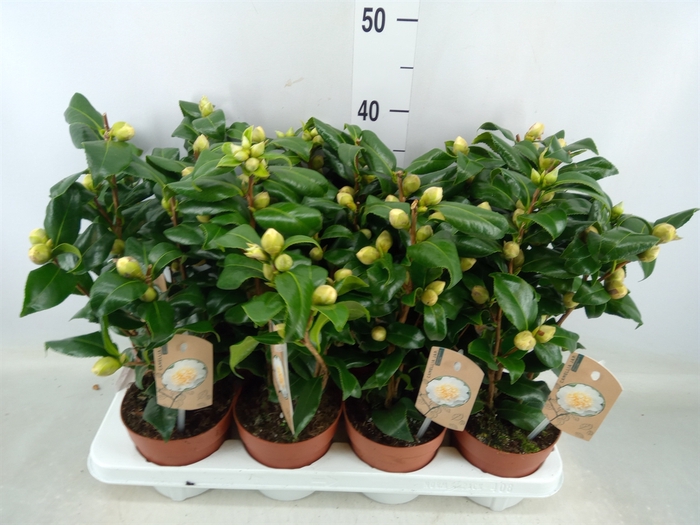 <h4>Camellia japonica 'Brushfield Yell'</h4>