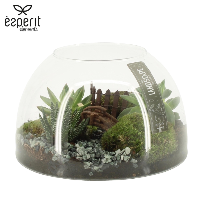 <h4>90825: Landscape arrangement</h4>