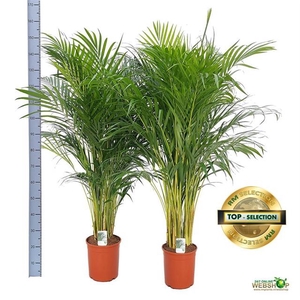 Areca lutescens 24Ø 150cm 20pp