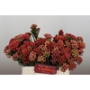 Kaaps Groen Red Brunia Small
