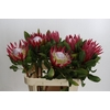 Protea Cynaroides Madiba