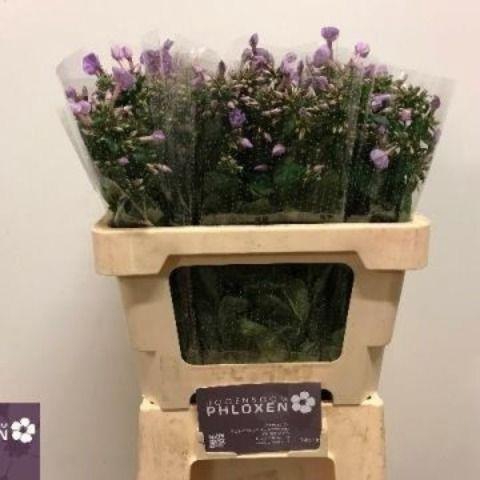 <h4>PHLOX P BUTTERFLY</h4>