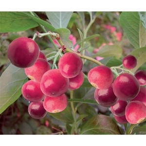 Vaccinium corymbosum 'Pink Lemonade' +light label