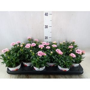 Dianthus  'Oscar Purple Star'