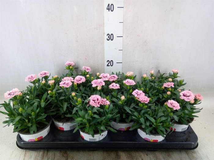 <h4>Dianthus  'Oscar Purple Star'</h4>