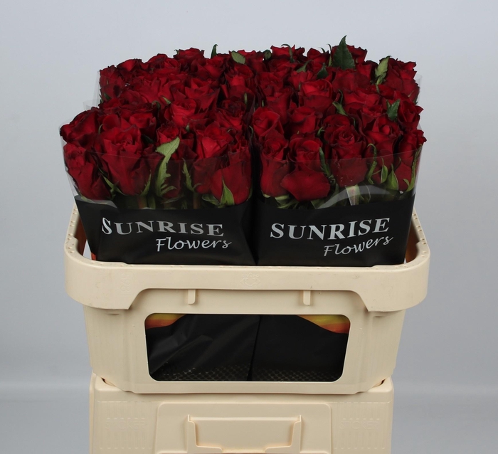 <h4>R GR EVER RED</h4>