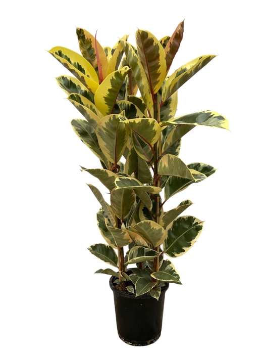<h4>Ficus Tineke</h4>