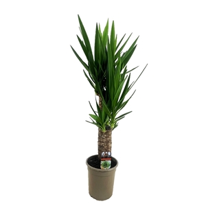 Yucca elephantipes 60-35