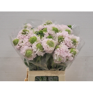 SCAB AT F VA B SCOOP