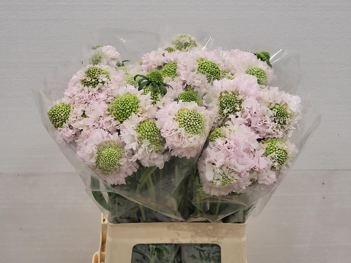 <h4>SCAB AT F VA B SCOOP</h4>