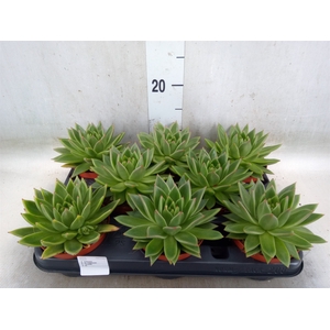 Echeveria  'Miranda'