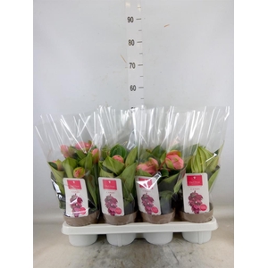 Medinilla magn. 'Candy'