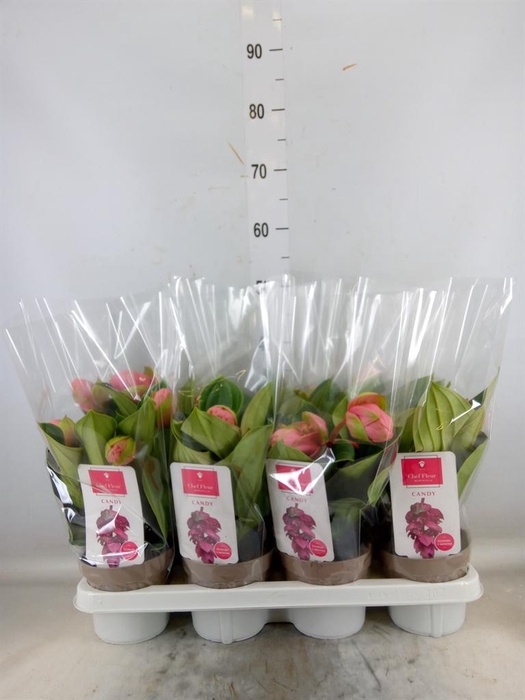 <h4>Medinilla magn. 'Candy'</h4>