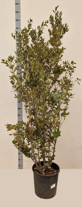 <h4>QUER ILEX</h4>
