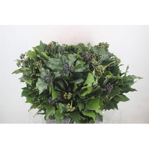 Hedera Berry 400gr P Bunch