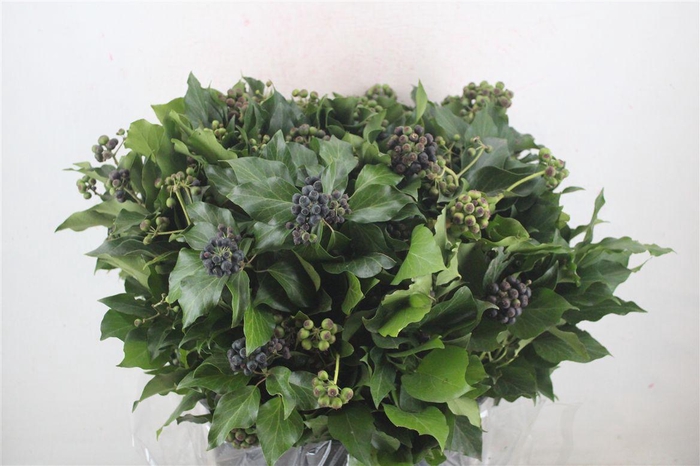 <h4>Hedera Berry 400gr P Bunch</h4>