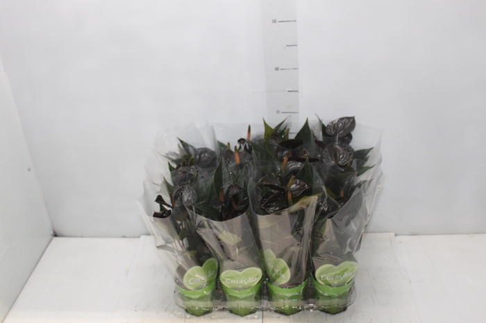 <h4>ANTHURIUM BLACK LOVE P09</h4>