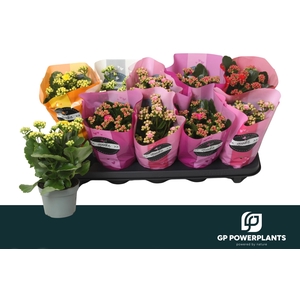 KAL GE PERF GEM 5 KL