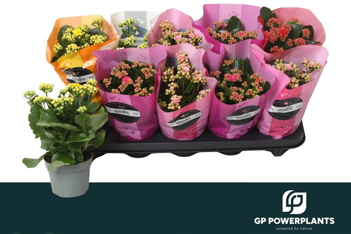 <h4>KAL GE PERF GEM 5 KL</h4>