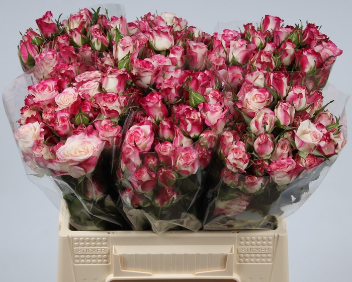 <h4>R TR REFLEX</h4>