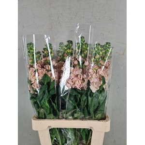 Matth Iron Apricot