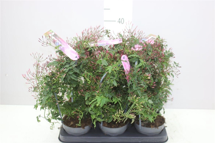 <h4>Jasminum Passion Boog 300+</h4>
