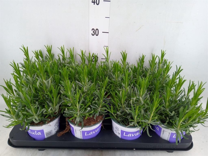 <h4>Lavandula angus. 'Hidcote'</h4>