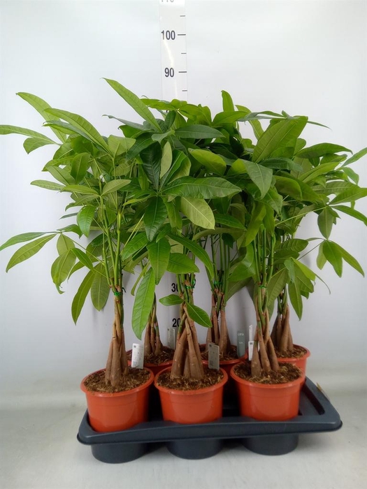 <h4>Pachira aquatica</h4>