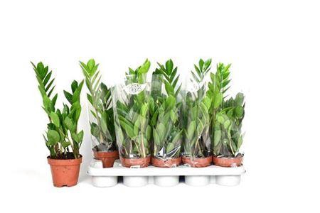 Zamio Zamiifolia 2-3