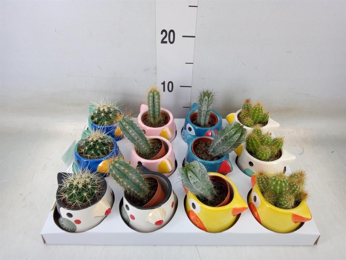 <h4>Cactus   ...</h4>