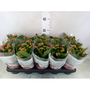 Kalanchoe blos. 'RosDon Justino'